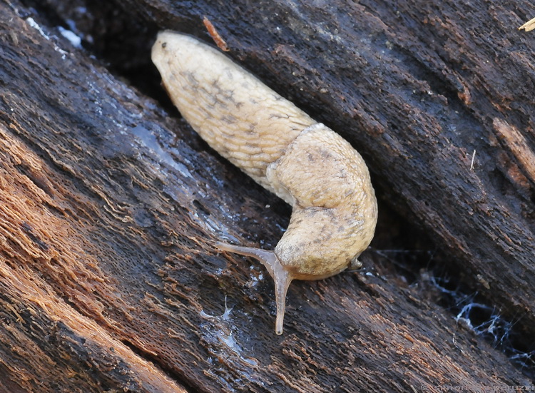 Limax di Mondeggi (Agriolimacidae)